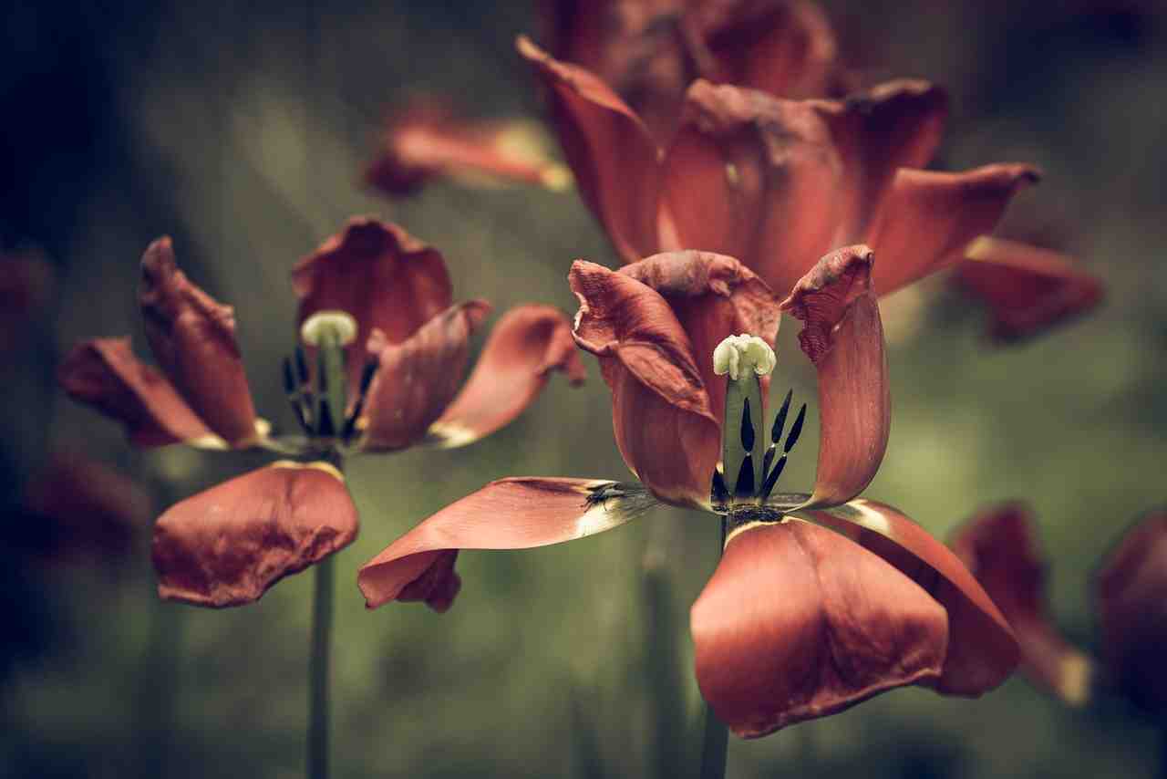 tulipes, fané, fleur